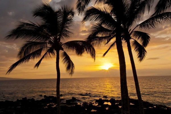 USA, Hawaii, Maui, Kihei Palm tree sunset